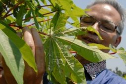 IPB datangkan tawon pemberantas hama singkong