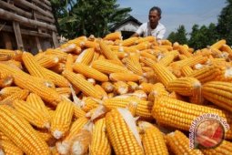 Distanak Banten Tingkatkan Produksi Jagung