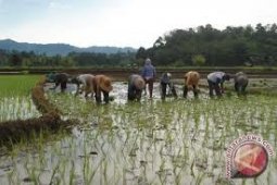 27 Kelompok Tani Peroleh Bantuan Modal Pembibitan