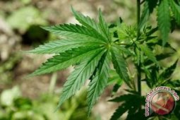 TNI/Polri Aamankan Ratusan Karung Ganja Kering