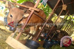 Donatur Malaysia Kurban di Aceh Barat