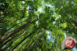 GeRAK: Pengelolaan Hutan Terbentur Kelestarian dan Ekonomi
