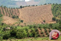 Jokowi moratorium konsesi lahan sawit di beberapa provinsi