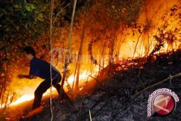 89 Hektar Lahan Perkebunan Terbakar