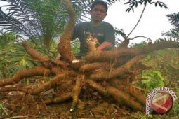 Petani Mulai Tanam Palawija Di Sela-sela Sawit