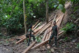 Pamtas Temukan Pembalakan Liar di Hutan Lindung