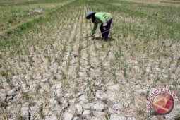 Lahan Sawah Bone Bolango Mulai Kekurangan Air