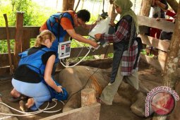 Rontge Anak Gajah