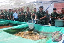 LANUD PANEN IKAN LELE