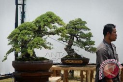 Pameran Bonsai Internasional