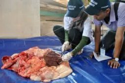 Petugas DP2KP temukan cacing pada kerongkongan sapi
