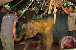 Perawatan Gajah Sumatera