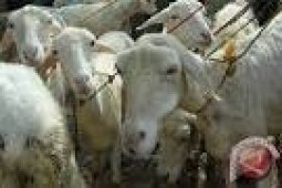 Distanak Banten Kembangkan Ternak Domba Di Pandeglang