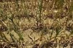 Banten Targetkan Surplus Jagung Dan Kedelai