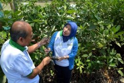 Tanam Sejuta Mangrove