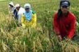 NTP Banten September Naik 0,06 Persen