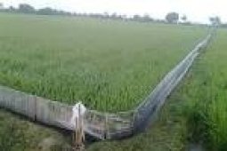 BKPP: Banten Prioritaskan "Pemagaran" Lahan Pertanian