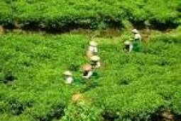 Perkebunan BUMN Banten Serap 4.772 Tenaga Kerja
