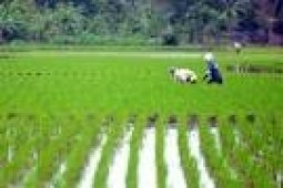Distanak Banten: Lahan Pertanian Pangan Berkurang