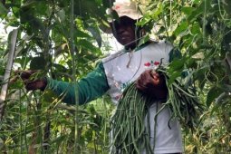 Benih Kunci Keberhasilan Petani Hadapi Pasar Bebas