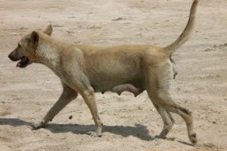Banten Targetkan Bebas Rabies 2018