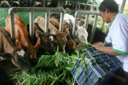 Distanak Banten Awasi Hewan Kurban Antisipasi Penyakit