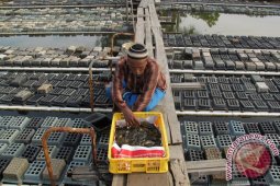Kepiting Sangkak Jadi Komoditas Ekspor Andalan Aceh
