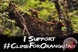 Menyelamatkan Orangutan Kalimantan