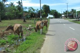Sekda: Sanksi PNS lepasliarkan sapi sesuai aturan