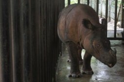 Populasi Badak Sumatra Kritis