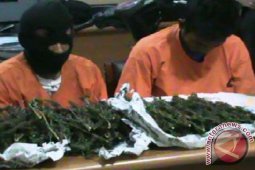 Polisi tangkap dua pengedar ganja