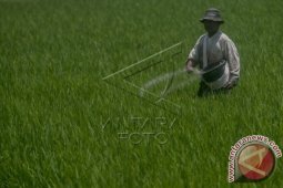Pemkab Siapkan 4.542 Ton Pupuk Bersubsidi