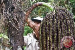 Impian Warga Long Segar Jadi Lumbung Bioetanol