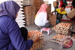 Harga Telur di Lhokseumawe Kembali Turun