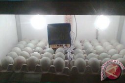 Tetaskan Telur Tanpa Induk