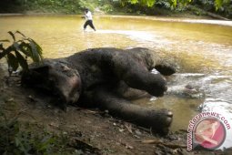 Gajah Ditemukan Mati di Aceh Jaya