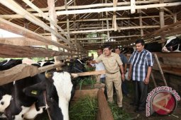 Aceh Besar Kembangkan Sapi Perah Belanda