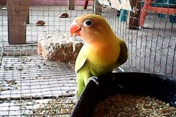 Omzet peternak burung Bogor tidak terpengaruh BBM