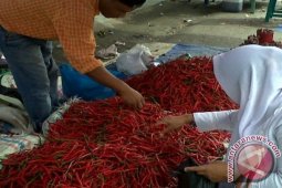 Harga Cabai di Gayo Semakin Meroket