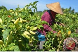 Percepat Panen Cabe