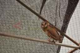 Karantina Burung Hantu