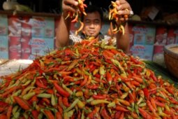 Harga Cabai Melambung