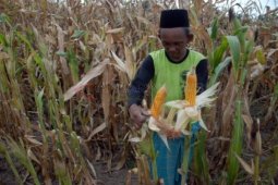 Harga Jagung Turun