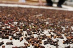 Harga Cengkeh Turun