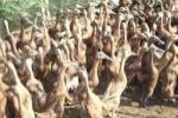 Distanak Banten Anjurkan Masyarakat Kembangkan Ternak Itik