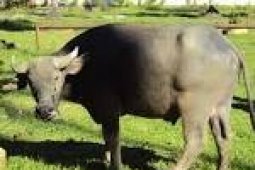 Banten Butuh Kawasan Pengembangan Pembibitan Kerbau