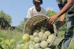 UU Hortikultura Tidak Berpihak Kepada Petani