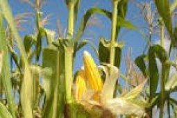 Produksi Jagung Di Banten Turun 6 Persen
