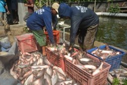 Panen Ikan Patin