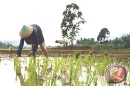 Anggaran Sektor Pertanian Harus Ditambah